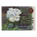 Планшет для акварели А3 «Белая роза», 20 листов, 260 г/м2, палевая лен, ПЛБР/А3